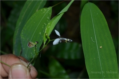 Aneilema scaberrimum